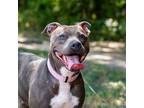 Adopt Harley a Brown/Chocolate - with White Staffordshire Bull Terrier / Mixed