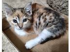 Adopt Meira - Adoption Pending a Calico or Dilute Calico Calico (short coat) cat