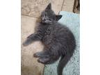 Adopt Ivan-Adoption Pending a Gray or Blue Domestic Shorthair (short coat) cat