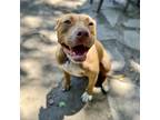 Adopt Lucy a Pit Bull Terrier / Mixed dog in Los Angeles, CA (38617749)