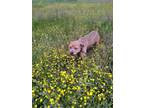 Adopt Goose a Tan/Yellow/Fawn American Pit Bull Terrier / Mixed dog in Grove