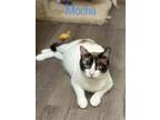 Adopt Mocha Cat a Siamese (short coat) cat in Smyrna, GA (38731442)