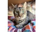 Adopt Elaina a Brown Tabby Domestic Shorthair (short coat) cat in Stockton