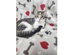 Adopt Blanche Golden a White Domestic Shorthair / Domestic Shorthair / Mixed cat
