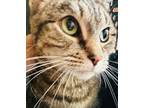 Adopt Hazel a Domestic Shorthair / Mixed (short coat) cat in Crystal Lake