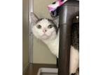 Adopt Apple a Gray or Blue Domestic Shorthair / Domestic Shorthair / Mixed cat