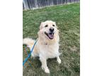Adopt Hartley a Tan/Yellow/Fawn Golden Retriever / Mixed dog in West Allis