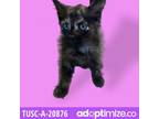 Adopt Dora a All Black Domestic Shorthair / Mixed cat in Tuscaloosa