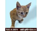 Adopt Diego a Orange or Red Domestic Shorthair / Mixed cat in Tuscaloosa