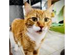 Adopt RIch Froning a Orange or Red Domestic Shorthair / Mixed cat in East