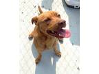 Adopt Ivan a Brown/Chocolate Mixed Breed (Large) / Mixed dog in Sullivan
