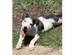 Adopt Landry a Catahoula Leopard Dog / Terrier (Unknown Type