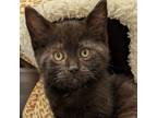 Adopt Garmin a Domestic Shorthair cat in Yankton, SD (38697712)