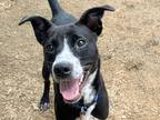 Adopt Zoro a Black Mixed Breed (Large) / Mixed dog in Georgetown, TX (38685807)