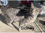 Adopt Sidney a Brown Tabby Domestic Shorthair cat in Modesto, CA (38470687)