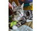 Adopt Oak a Brown Tabby Domestic Shorthair (short coat) cat in Greensboro