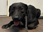 Adopt Frankie a Black - with White Labrador Retriever dog in Opelousas