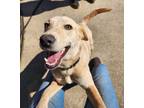 Adopt Chance a Labrador Retriever / Australian Shepherd dog in Phenix City