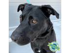 Adopt Moki a Black Mixed Breed (Medium) / Mixed dog in Las Cruces, NM (38679635)