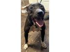 Adopt Pamella a Black - with White Pit Bull Terrier dog in Opelousas