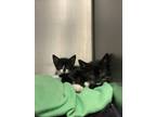 Adopt Nova a All Black Domestic Shorthair / Domestic Shorthair / Mixed cat in