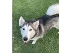 Adopt Jupiter's Story a Gray/Silver/Salt & Pepper - with White Husky / Mixed dog