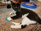 Adopt Ramona a Black & White or Tuxedo Domestic Shorthair cat in New York