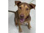 Adopt Simon a Brown/Chocolate Australian Cattle Dog / Mixed dog in Gulfport
