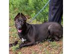 Adopt COOPER-28009 a Black Belgian Malinois / Mixed Breed (Large) / Mixed dog in