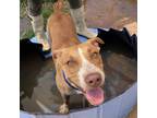 Adopt Cedar a Tan/Yellow/Fawn Pit Bull Terrier / Mixed dog in Sand Springs
