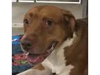 Adopt Rocket a Mixed Breed (Medium) / Mixed dog in Spokane Valley, WA (38632298)