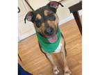 Adopt Stormie - PAWS a Black Mixed Breed (Medium) / Mixed dog in Las Cruces