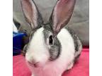Adopt Dottie a Dutch / Mixed rabbit in Kanab, UT (38601606)