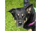 Adopt Morgan a Black German Shepherd Dog / Mixed dog in Middletown