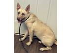 Adopt Scare a White Husky / Labrador Retriever dog in Opelousas, LA (38610874)