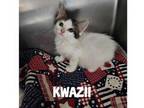 Adopt Kwazii Wood a White Domestic Shorthair / Domestic Shorthair / Mixed cat in