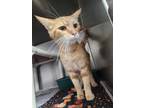 Adopt Kimmie Finster (rugrat) a Orange or Red Domestic Shorthair / Domestic