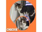 Adopt Chuckie FInster a White Domestic Shorthair / Domestic Shorthair / Mixed