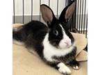 Adopt Harold a Dutch / Mixed rabbit in Kanab, UT (38601604)