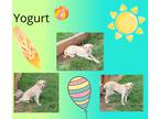 Adopt Yogurt a Tan/Yellow/Fawn - with White Terrier (Unknown Type