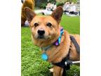 Adopt Little Yellow a Red/Golden/Orange/Chestnut Corgi / Mixed dog in Van Nuys