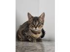 Adopt Winnie a Domestic Shorthair / Mixed (short coat) cat in Angola