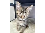 Adopt Sebastian a Domestic Shorthair / Mixed (short coat) cat in Angola