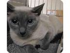 Adopt Sushi a Gray or Blue (Mostly) Domestic Shorthair (short coat) cat in St.