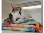 Adopt Opal a White Domestic Shorthair / Domestic Shorthair / Mixed cat in