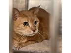 Adopt Dusty a Orange or Red Domestic Shorthair / Mixed cat in Waldorf