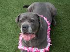 Adopt Rosalita a Gray/Blue/Silver/Salt & Pepper Cane Corso / Mixed dog in