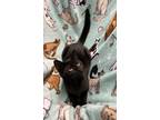 Adopt Nova a All Black Domestic Shorthair (short coat) cat in Butner