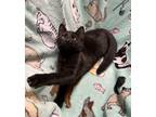 Adopt Star a All Black Domestic Shorthair (short coat) cat in Butner