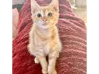 Adopt Heathcliff a Orange or Red Domestic Shorthair / Mixed cat in Fort Worth